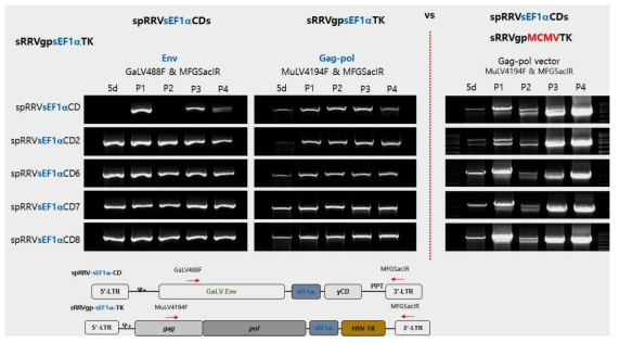 spRRVesEF1αCDs/sRRVgpsEF1αTK와 spRRVesEF1αCDs/sRRVgpMCMVTK 재조합 발생 비교