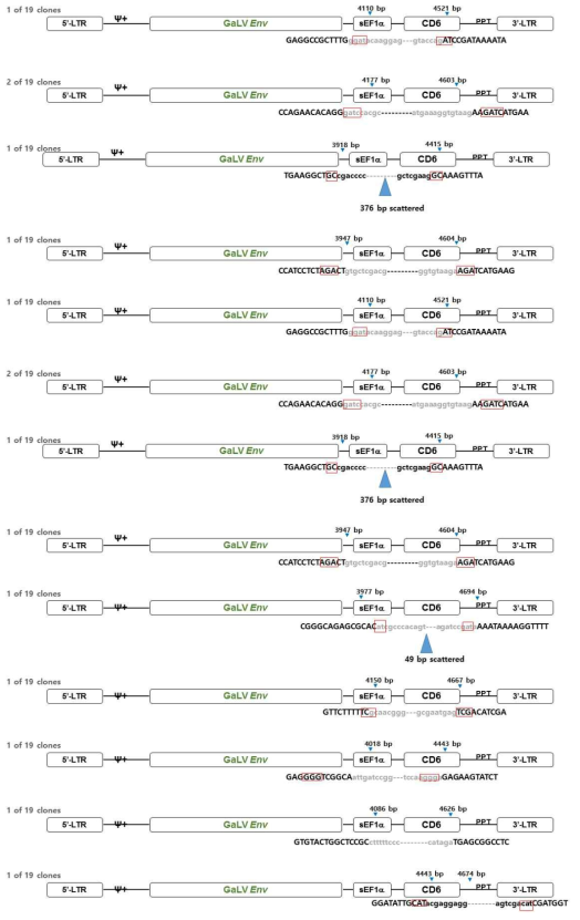 spRRVsEF1αCD6/sRRVgpsEF1αTK의 p8에서 Env 벡터 재조합 변이 분석