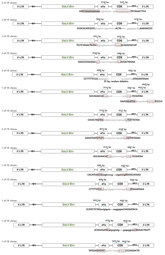 spRRVsEF1αCD8/sRRVgpsEF1αTK의 p7에서 Env 벡터 재조합 변이 분석