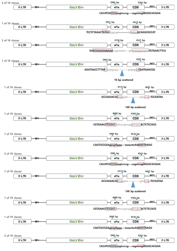 spRRVesEF1αCD8/sRRVgpsEF1αTK의 p12에서 Env 벡터 재조합 변이 분석