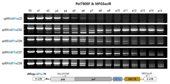 spRRVesEF1αCD8/sRRVgpsEF1αTK의 gag-pol벡터 재조합 변이 확인