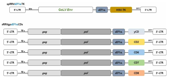 Map of spRRVe-sEF1α-TK and sRRVgp-sEF1α-CDs