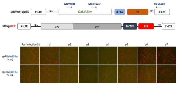 spRRVe-sEF1α-TK/sRRVgpRFP의 바이러스 퍼짐 확인
