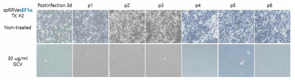 spRRVe-sEF1α-TK/sRRVgpRFP의 GCV에 의한 약물 감수성 확인