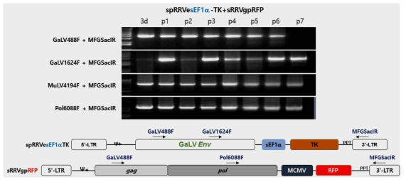 spRRVe-sEF1α-TK/sRRVgpRFP의 유전자 재조합 발생 확인