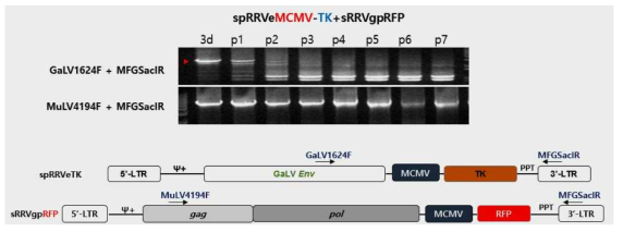 spRRVe-MCMV-TK/sRRVgpRFP의 유전자 재조합 발생 확인
