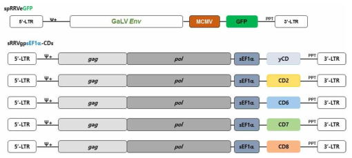 spRRVe-MCMV-GFP/sRRVgp-sEF1α-CDs의 바이러스 합성