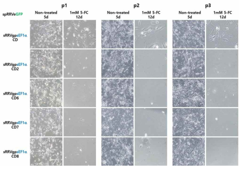 5-FC에 의한 sRRVgp-sEF1α-CDs의 세포 사멸능 확인
