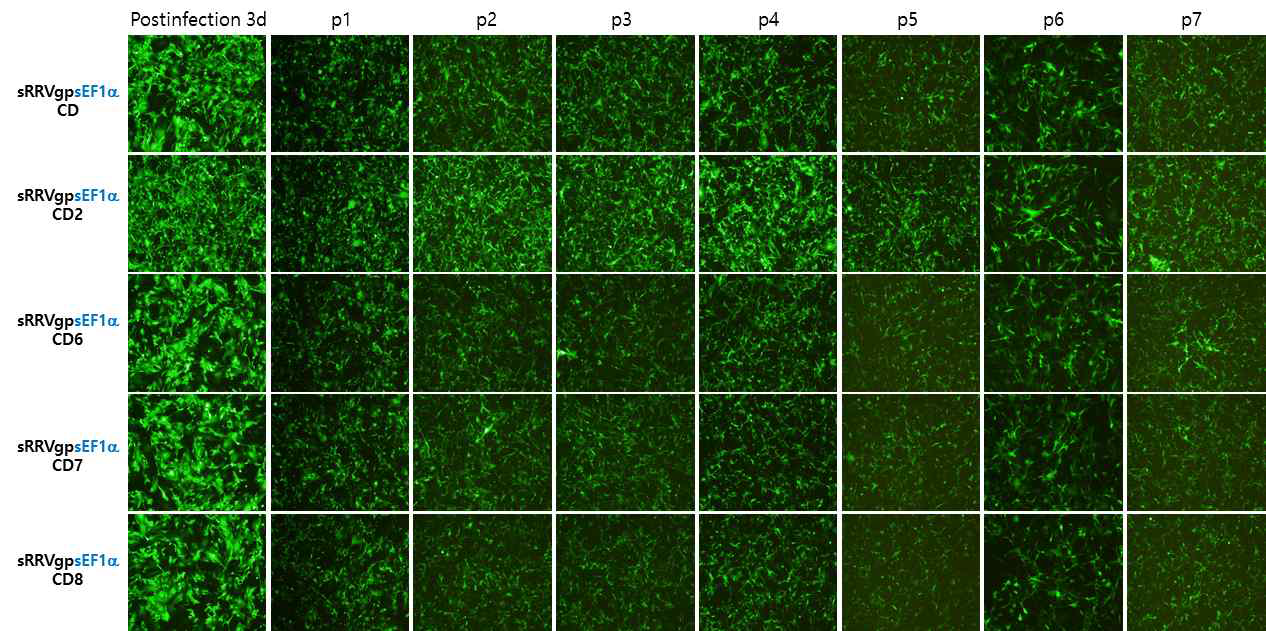 spRRVe-MCMV-GFP/sRRVgp-sEF1α-CDs의 바이러스 퍼짐 확인