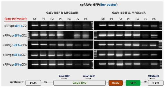 spRRVe-GFP/sRRVgp-sEF1α-CDs에서 Env 벡터 재조합 변이 확인