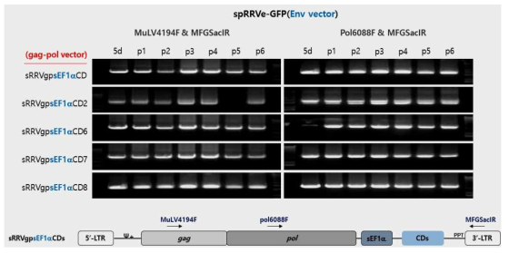 spRRVe-GFP/sRRVgp-sEF1α-CDs에서 gag-pol 벡터 재조합 변이 확인