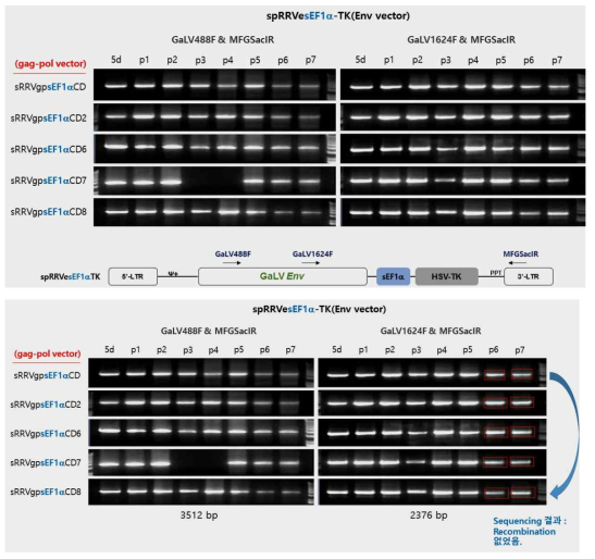 spRRVe-sEF1α-TK/sRRVgp-sEF1α-CDs에서 Env 벡터 재조합 변이 확인