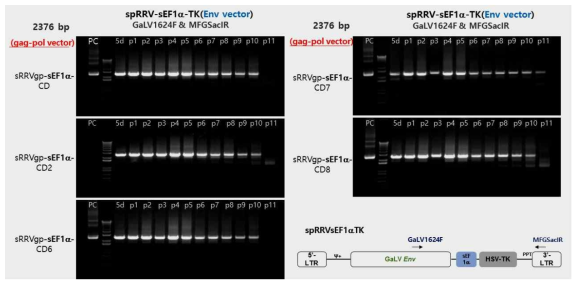 spRRVe-sEF1α-TK/sRRVgp-sEF1α-CDs에서 Env 벡터 재조합 변이 확인