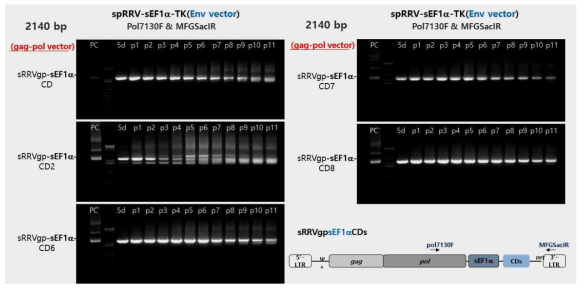 spRRVe-sEF1α-TK/sRRVgp-sEF1α-CDs에서 gag-pol 벡터 재조합 변이 확인