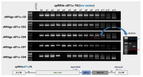 spRRVe-sEF1α-TK/sRRVgp-sEF1α-CD6의 Env 벡터 p10에서 PCR band 회수