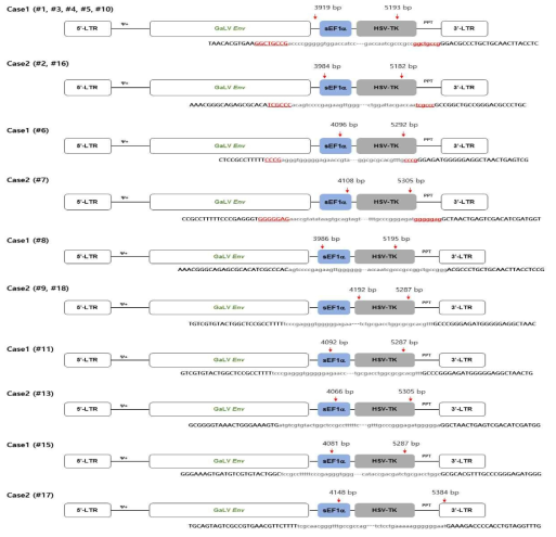 spRRVe-sEF1α-TK/sRRVgp-sEF1α-CD6의 Env 벡터 p10에서 lower band 분석