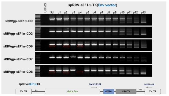 spRRVe-sEF1α-TK/sRRVgp-sEF1α-CDs 감염 초기 단계에서 재조합 변이 확인