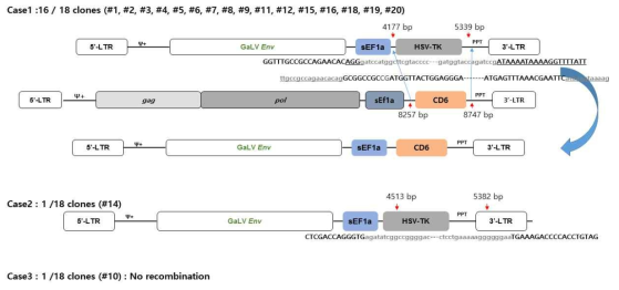 spRRVe-sEF1α-TK/sRRVgp-sEF1α-CD6 감염 5일 때 Env 재조합 변이 확인