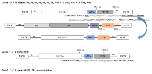 spRRVe-sEF1α-TK/sRRVgp-sEF1α-CD6 감염 p2 때 Env 재조합 변이 확인