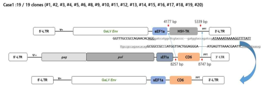 spRRVe-sEF1α-TK/sRRVgp-sEF1α-CD6 감염 p4 때 Env 재조합 변이 확인