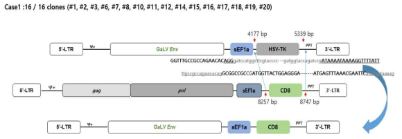 spRRVe-sEF1α-TK/sRRVgp-sEF1α-CD8 감염 5일 때 Env 재조합 변이 확인