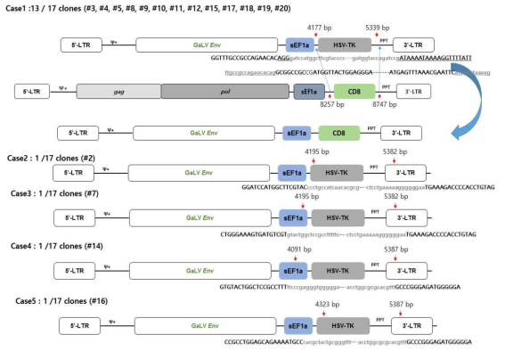 spRRVe-sEF1α-TK/sRRVgp-sEF1α-CD8 감염 p4 때 Env 재조합 변이 확인