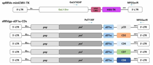 Map of spRRVe-miniCMV-TK/sRRVgp-sEF1α-CDs