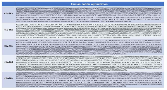 Human codon optimized TK 유전자 염기서열