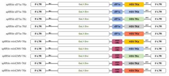 Human codon optimized TK 유전자를 탑재한 RRV 벡터 구축