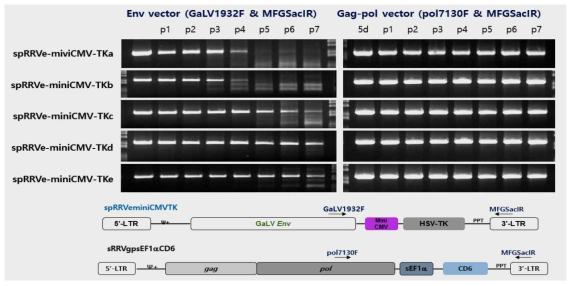 spRRVe-sEF1α-TKs/ sRRVgp-sEF1α-CD6 재조합 변이 확인