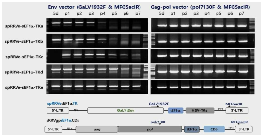 spRRVe-miniCMV-TKs/ sRRVgp-sEF1α-CD6 재조합 변이 확인