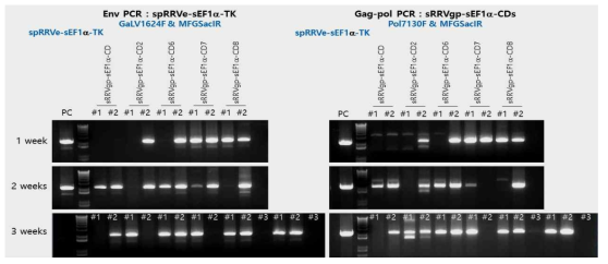 동물모델에서 spRRVe-sEF1α-TK/ sRRVgp-sEF1α-CDs 바이러스 퍼짐 확인