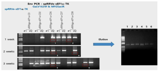 동물모델에서 spRRVe-sEF1α-TK/ sRRVgp-sEF1α-CDs Env 벡터 재조합 변이확인