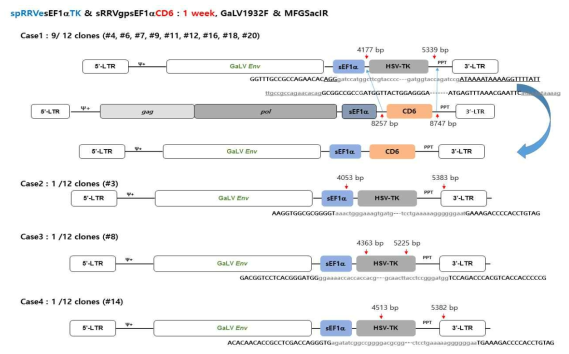 동물모델에서 spRRVe-sEF1α-TK/ sRRVgp-sEF1α-CD6 Env 벡터 재조합 변이 분석(1 week)