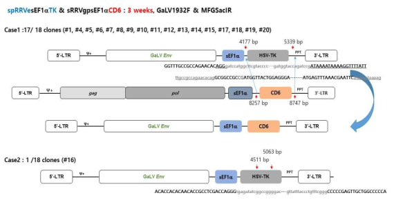 동물모델에서 spRRVe-sEF1α-TK/ sRRVgp-sEF1α-CD6 Env 벡터 재조합 변이 분석(3 weeks)