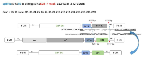 동물모델에서 spRRVe-sEF1α-TK/ sRRVgp-sEF1α-CD8 Env 벡터 재조합 변이 분석(1 week)