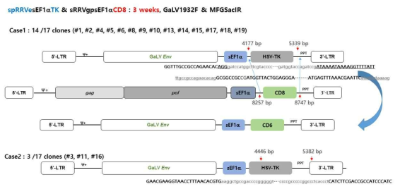 동물모델에서 spRRVe-sEF1α-TK/ sRRVgp-sEF1α-CD8 Env 벡터 재조합 변이 분석(3 weeks)