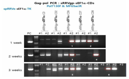 동물모델에서 spRRVe-sEF1α-TK/ sRRVgp-sEF1α-CDs gag-pol 벡터 재조합 변이 확인