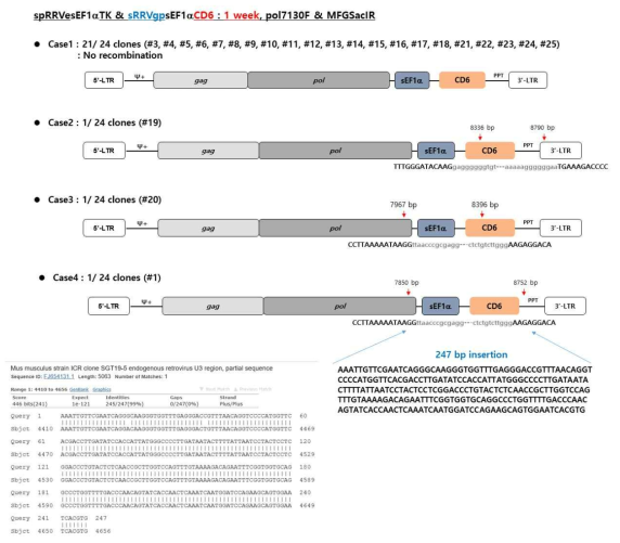 동물모델에서 spRRVe-sEF1α-TK/ sRRVgp-sEF1α-CD6 gag-pol 벡터 재조합 변이 분석(1 week)