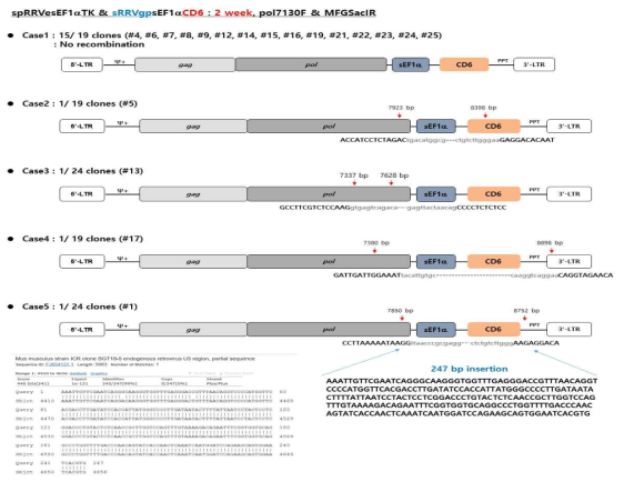 동물모델에서 spRRVe-sEF1α-TK/ sRRVgp-sEF1α-CD6 gag-pol 벡터 재조합 변이 분석 (2 weeks)