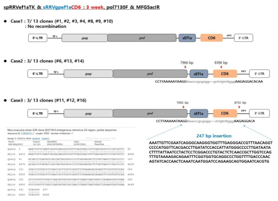 동물모델에서 spRRVe-sEF1α-TK/ sRRVgp-sEF1α-CD6 gag-pol 벡터 재조합 변이 분석(3 weeks)