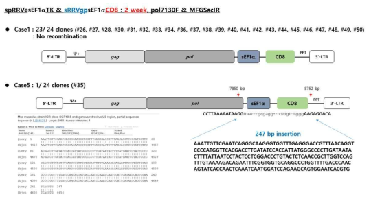 동물모델에서 spRRVe-sEF1α-TK/ sRRVgp-sEF1α-CD8 gag-pol 벡터 재조합 변이 분석(2 weeks)