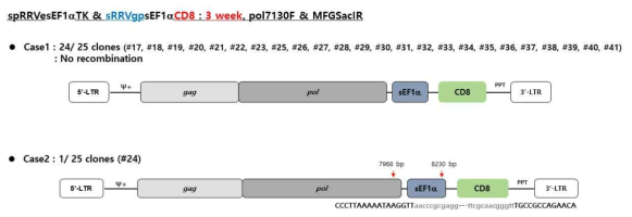 동물모델에서 spRRVe-sEF1α-TK/ sRRVgp-sEF1α-CD8 gag-pol 벡터 재조합 변이 분석(2 weeks)