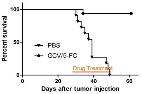 spRRVe-sEF1α-TK/ sRRVgp-sEF1α-CD8의 survival test