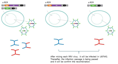재조합 변이 극복 독립적인 semi-RRV 바이러스 벡터 합성 scheme