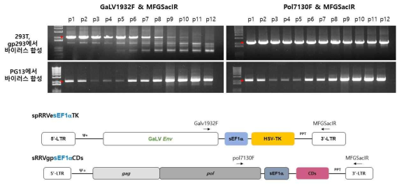 재조합 변이 극복 독립적인 semi-RRV 바이러스 벡터의 recombination analysis