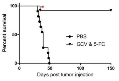 spRRVe-sEF1α-TK/ sRRVgp-sEF1α-CD8의 survival test