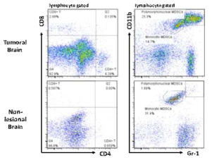 마우스 syngeneic Glioblastoma에 침윤한 T세포 및 MDSC (myeloid-derived suppressor cell)