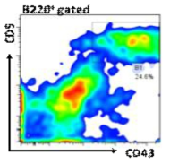 마우스 syngeneic Glioblastoma에 침윤한 B-1 림프구 분석