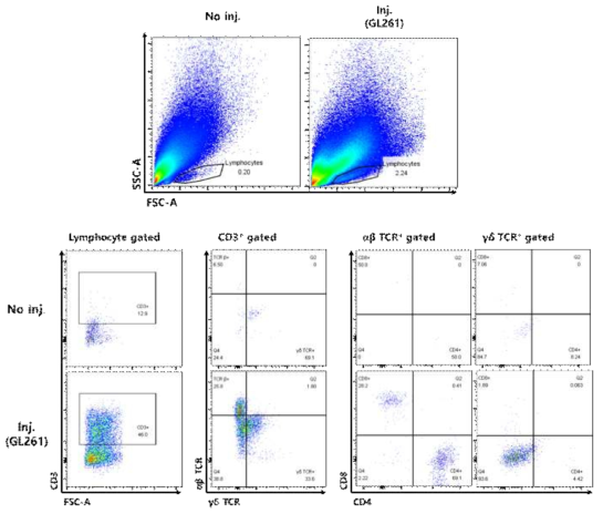 C57BL/6 GL261 glioma model에 침윤한 림프구 분석